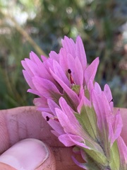 Castilleja lemmonii