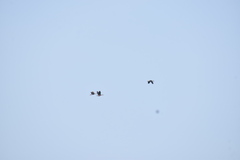 Dendrocygna javanica