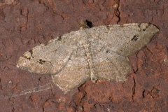 Macaria aemulataria