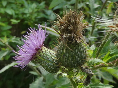 Cirsium altissimum
