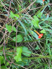 Ipomoea coccinea