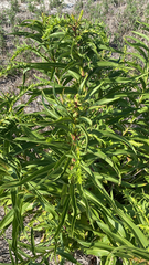 Solidago sempervirens