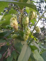 Humulus lupulus