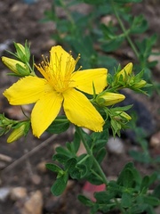Hypericum perforatum