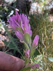 Castilleja lemmonii