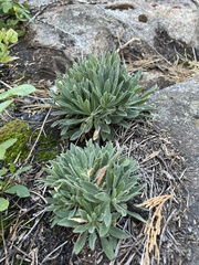 Boechera retrofracta