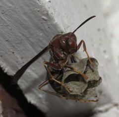 Polistes metricus