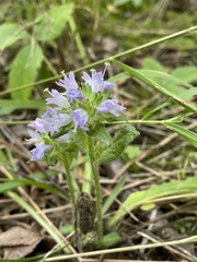Campanula cervicaria