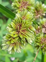 Cyperus pseudovegetus
