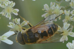 Eristalis arbustorum