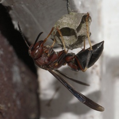 Polistes metricus