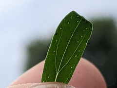 Hypericum perforatum