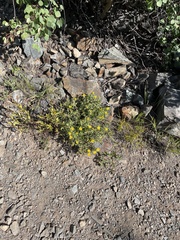 Heterotheca villosa