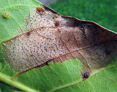 Ophiognomonia leptostyla
