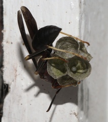Polistes metricus