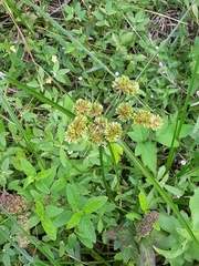 Cyperus pseudovegetus