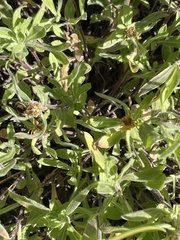 Heterotheca villosa