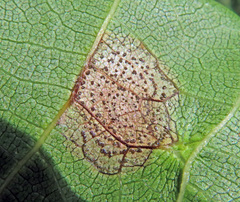 Ophiognomonia leptostyla