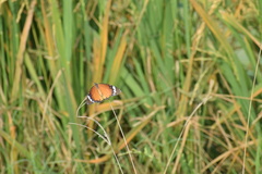 Danaus chrysippus chrysippus