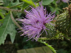 Cirsium altissimum
