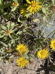 Heterotheca villosa