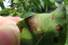Ophiognomonia leptostyla