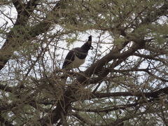 Corythaixoides leucogaster