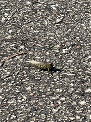 Melanoplus differentialis
