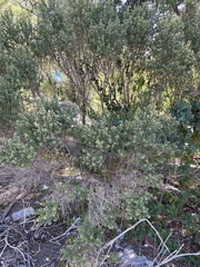 Baccharis pilularis