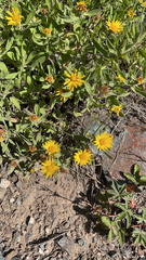 Heterotheca villosa