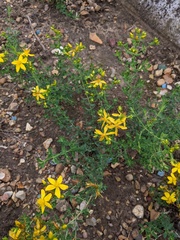 Hypericum perforatum