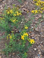 Hypericum perforatum