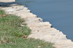 Orthetrum cancellatum