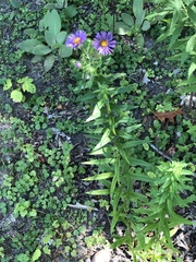 Symphyotrichum novae-angliae