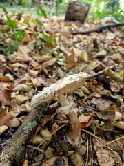 Chlorophyllum rhacodes