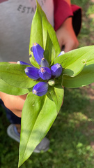 Gentiana andrewsii