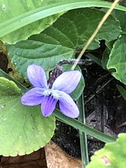 Viola sororia