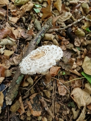 Chlorophyllum rhacodes