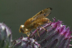 Xyphosia miliaria