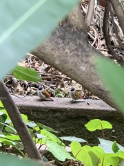 Coccopygia melanotis