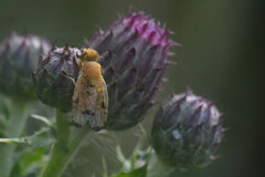 Xyphosia miliaria