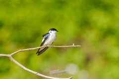 Tachycineta albiventer