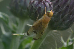 Xyphosia miliaria
