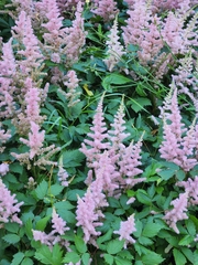 Magnoliopsida