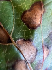 Phyllosticta ampelicida