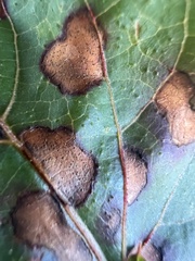 Phyllosticta ampelicida