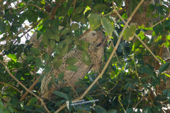 Coendou longicaudatus