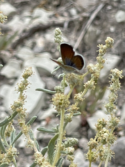 Brephidium exilis exilis