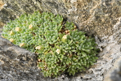 Androsace pubescens