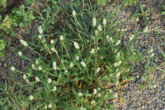 Gomphrena celosioides
